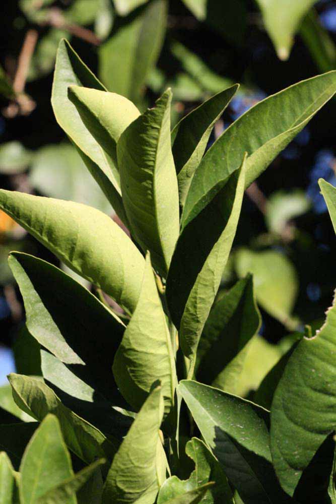            Sun leaves (Riverside, CA)   